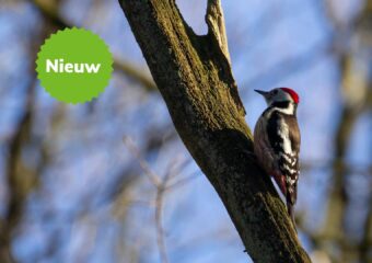 Middelste bonte specht op boom spechten in Limburgs Heuvelland