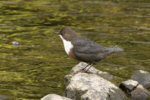 Roodbuikwaterspreeuw op een steen Home Goldcrest Nature Tours