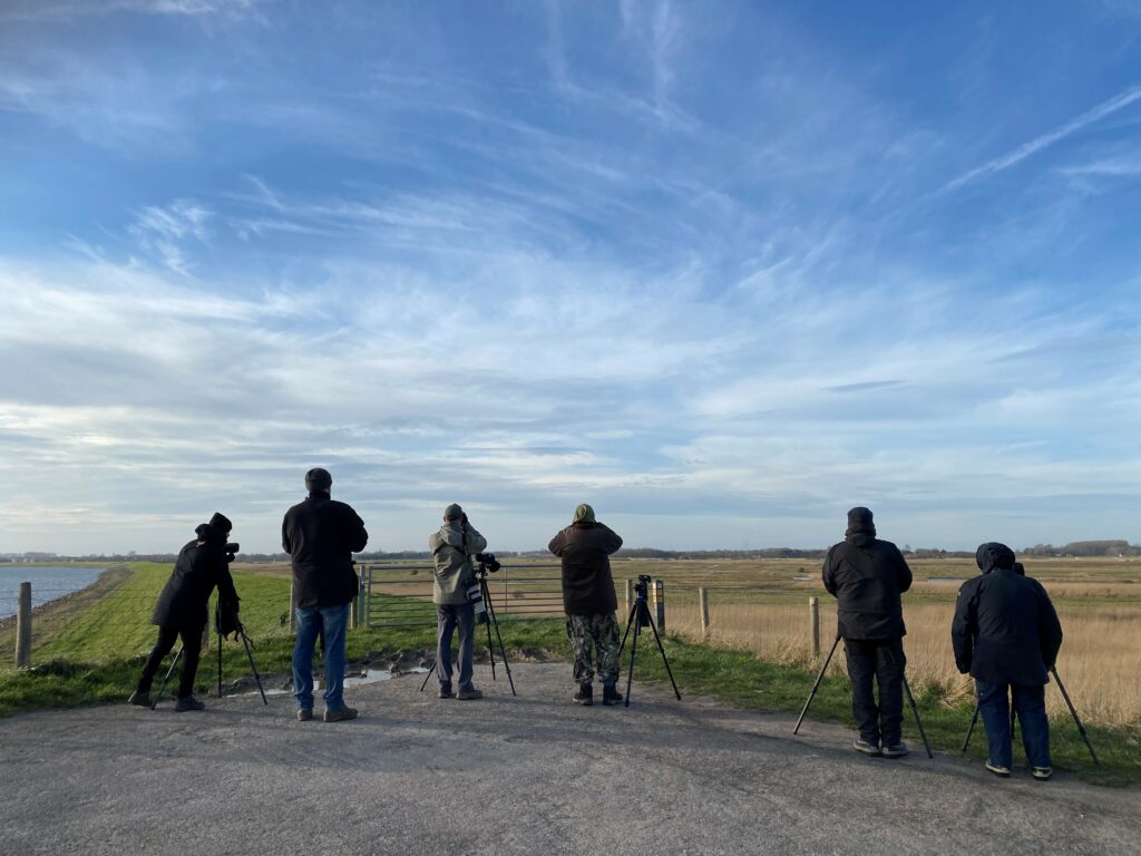 dagexcursie Goldcrest Nature Tours