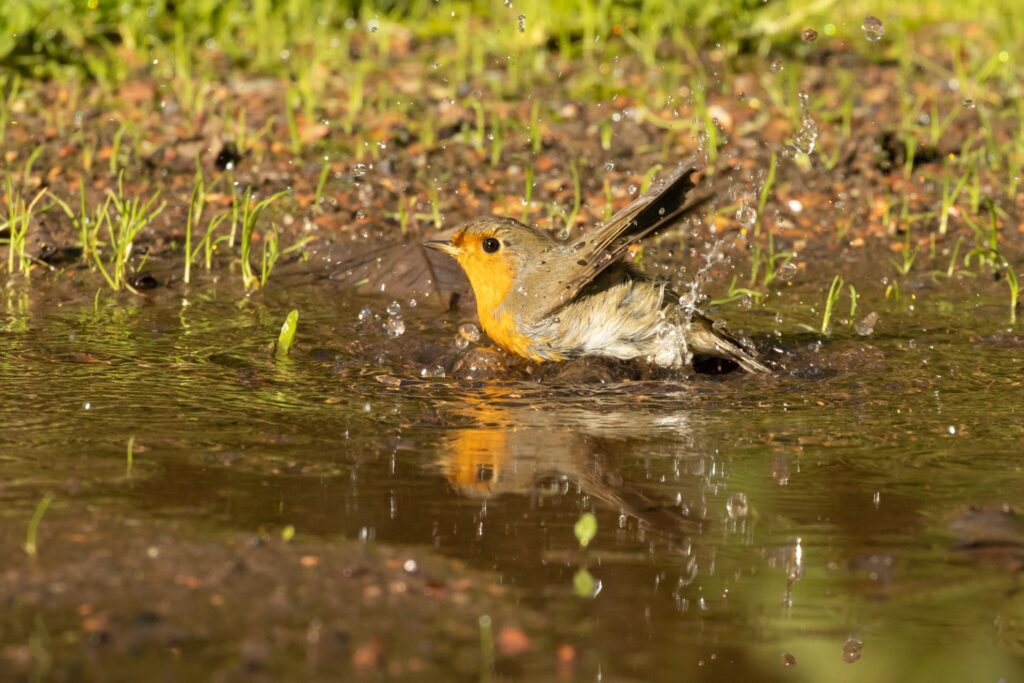 Roodborst neemt een bad