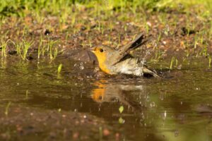 Roodborst neemt een bad