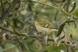 Bladkoning, Vogeltrek en hoe bepalend is de windrichting