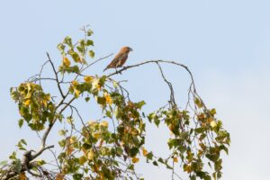 Vogeltrek. Dwaalgasten, een influx en Grote kruisbek