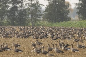 Kraanvogeltrek, akker- en bosvogels in Diepholz