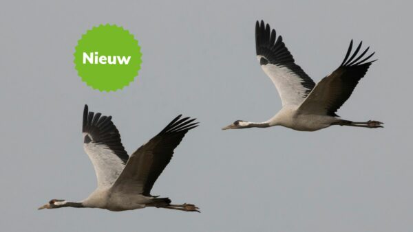 Kraanvogelmigratie in Limburg