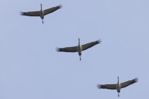Kraanvogels drie in de lucht