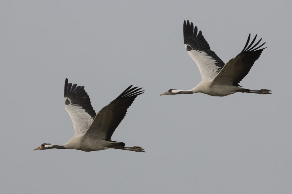 Kraanvogelmigratie in Limburg