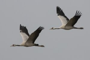Kraanvogelmigratie in Limburg