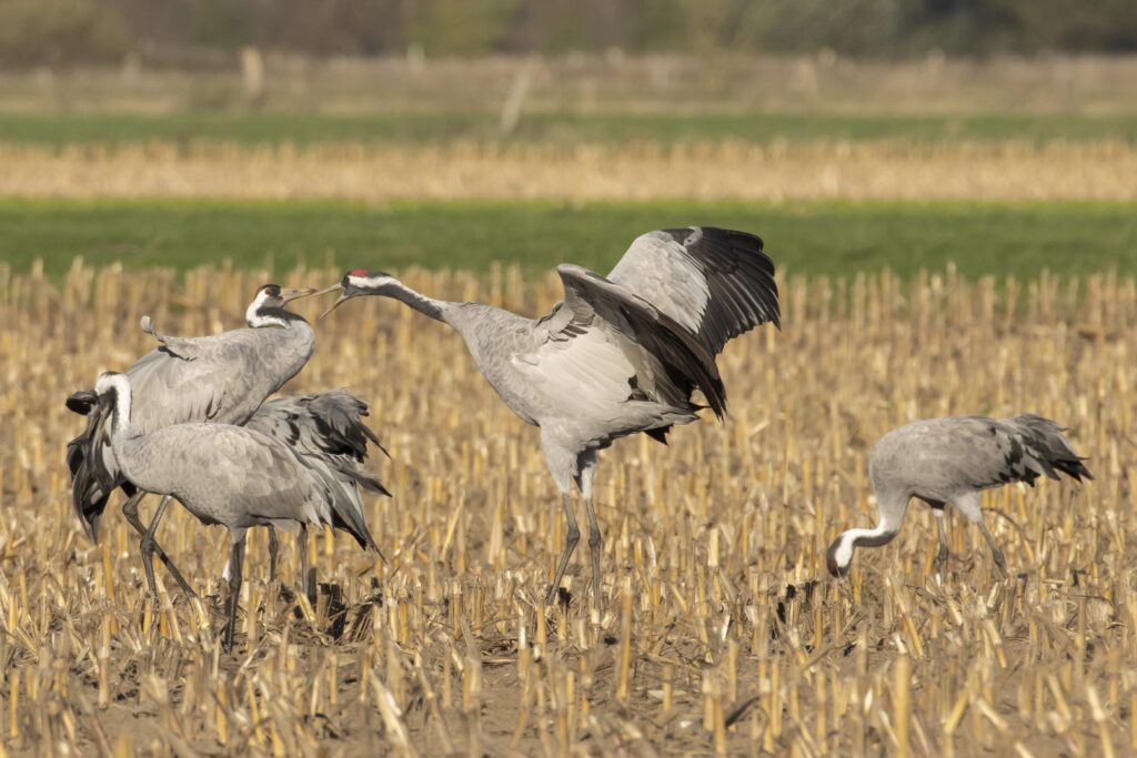 Kraanvogels op de akkers in Diepholz