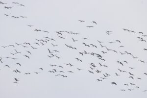 Kraanvogelmigratie in Limburg