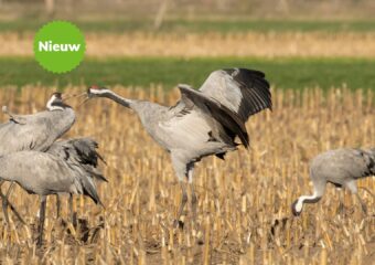 Kraanvogeltrek, akker- en bosvogels in Diepholz