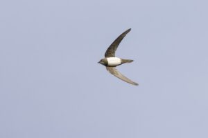 Vogeltrek Zuid-Spanje: Tarifa en Cota Doñana