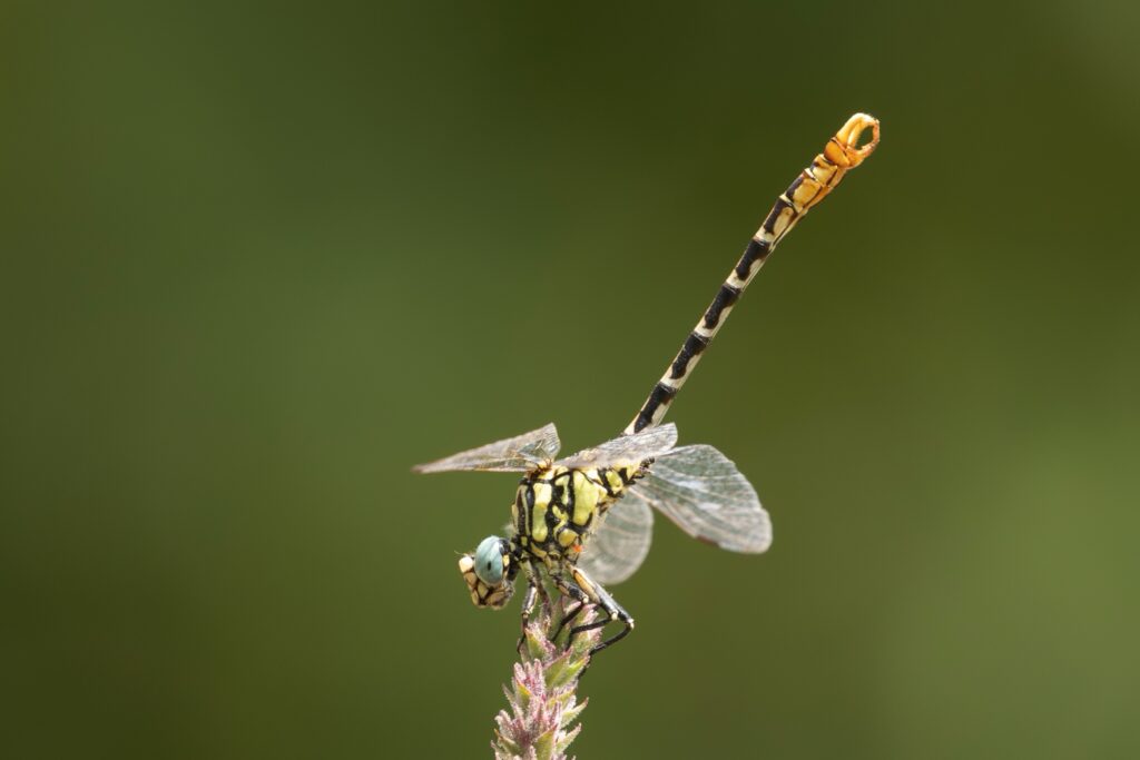 Vlinders en libellen in sierra de Albarracin
