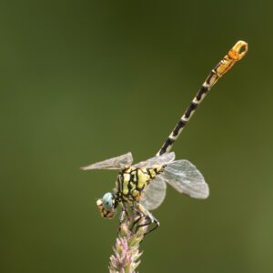 Vlinders en libellen in sierra de Albarracin