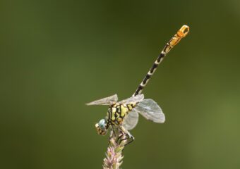Vlinders en libellen in sierra de Albarracin