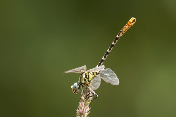 Vlinders en libellen in sierra de Albarracin