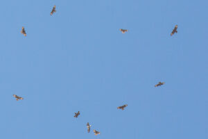 Honey buzzard - Pernis apivorus - Wespendief