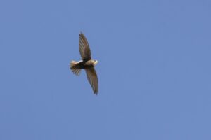 Vogeltrek Zuid-Spanje: Tarifa en Cota Doñana