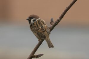 Vogels voeren in de tuin