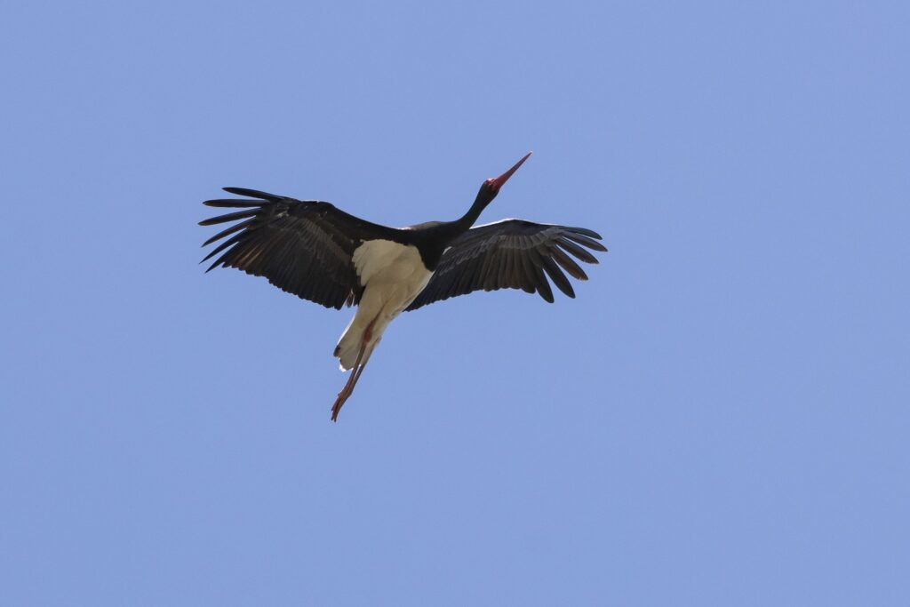 Vogeltrek Zuid-Spanje: Tarifa en Cota Donana