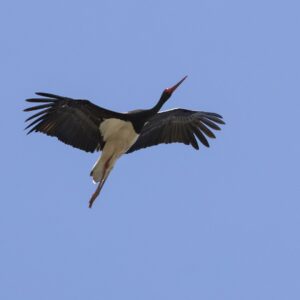 Vogeltrek Zuid-Spanje: Tarifa en Cota Donana