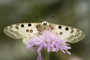 Apollovlinder (2)
