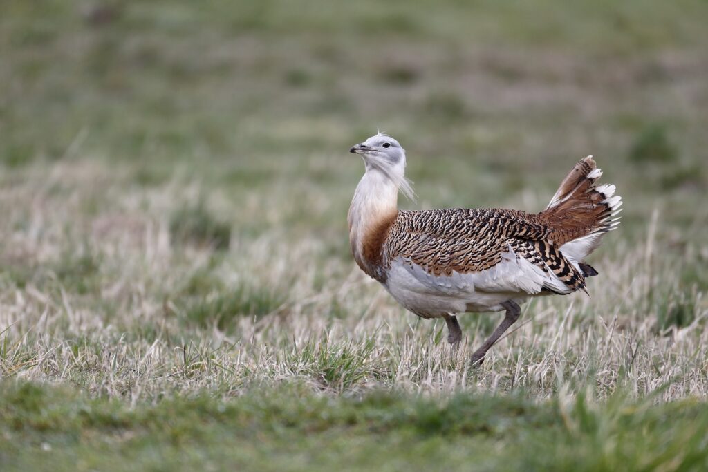 Vogelreis: Winter in Extremadura