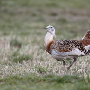 Vogelreis: Winter in Extremadura