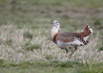 Vogelreis: Winter in Extremadura