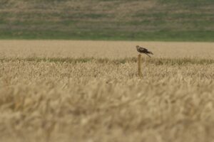 Vogelexcursie Groningen: Riet-, moeras- en roofvogels
