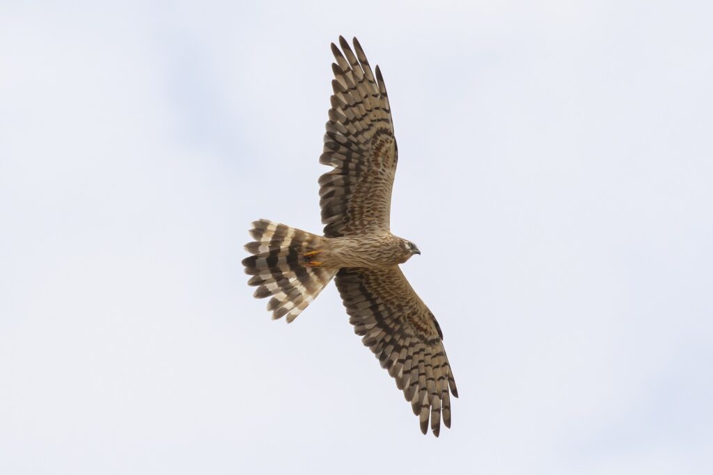 Vogels kijken in Groningen