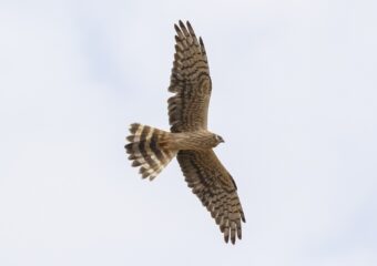 Vogelexcursie Groningen: Riet-, moeras- en roofvogels