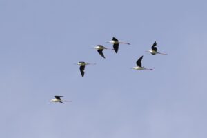 Vogelexcursie Groningen: Riet-, moeras- en roofvogels