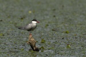 Witwangstern op paaltje | Groningen de Onlanden