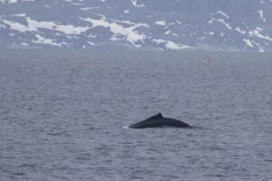 Bultrug in Varangerfjord