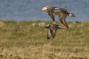 Vogelreis Lapland en Varanger