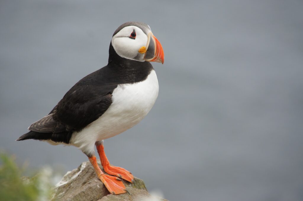 Vogelreis Lapland en Varanger