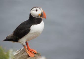 Vogelreis Lapland en Varanger