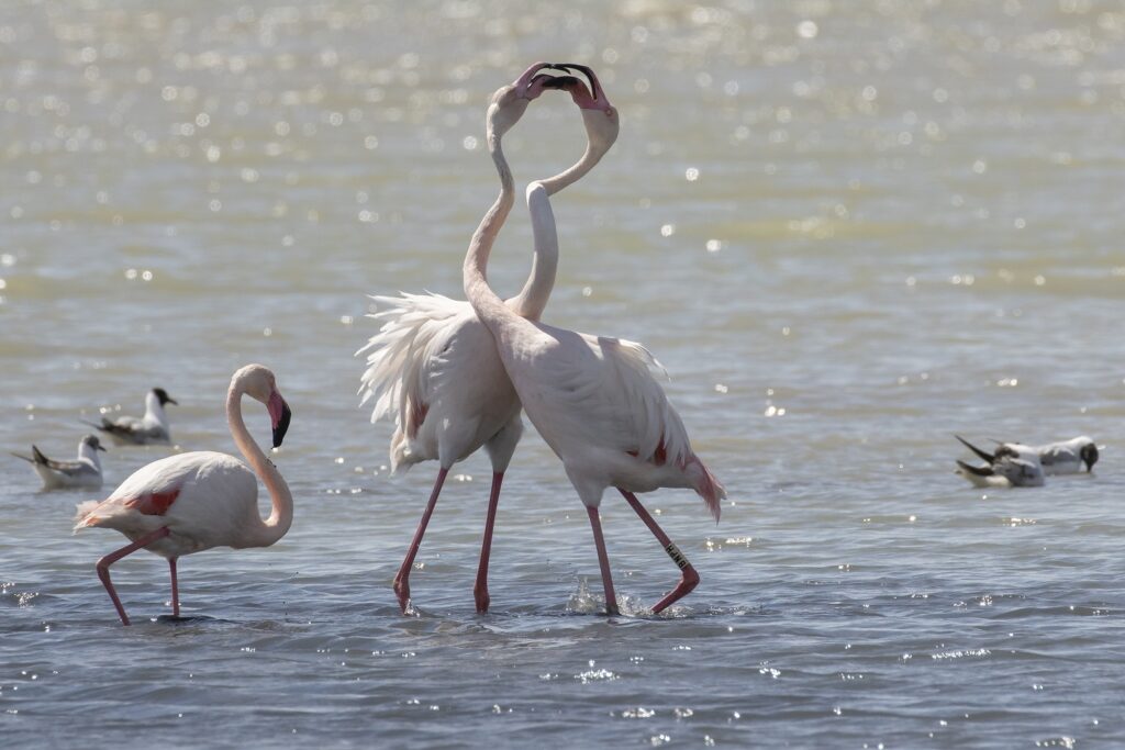 Flamingo, Camargue, bird, birding France, vogelen in de Camargue