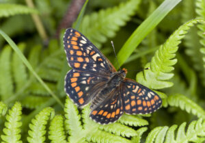 Roodbonte parelmoervlinder - Scarce Fritillary - Euphydryas maturna