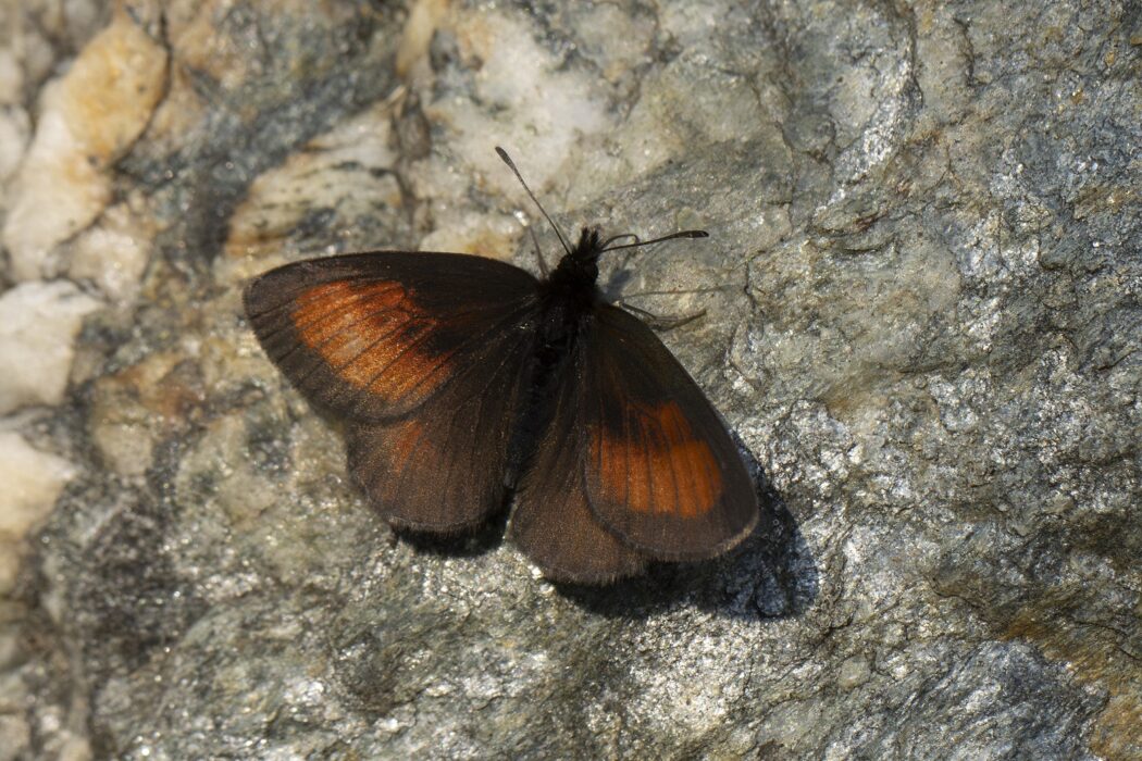 Alpenzijde-erebia vlinderen in de Zwitserse Alpen Goldcrest Nature tours