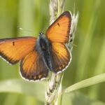 Dagexcursie vlinderen in de Eifel
