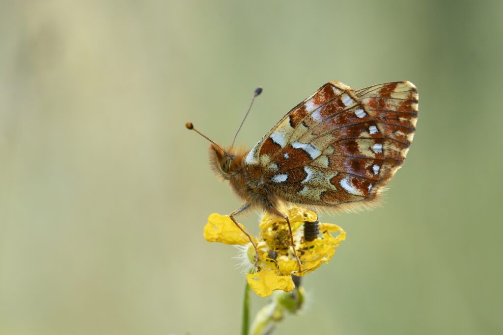 Vlinders en Libellen in de Ardennen