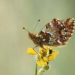 Vlinders en Libellen in de Ardennen