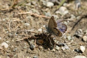 Vlinderreis Zwitserland Agrides optilette f. subtus radiata