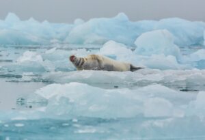 Baardrob - Bearded seal on the pack ice