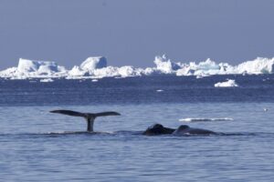 Expeditie over de Arctische Oceaan van Vlissingen naar Spitsbergen