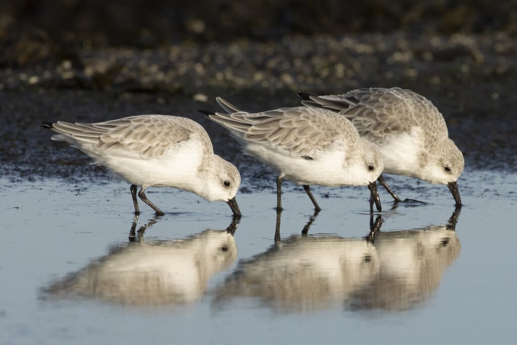Vogelreis Texel najaar