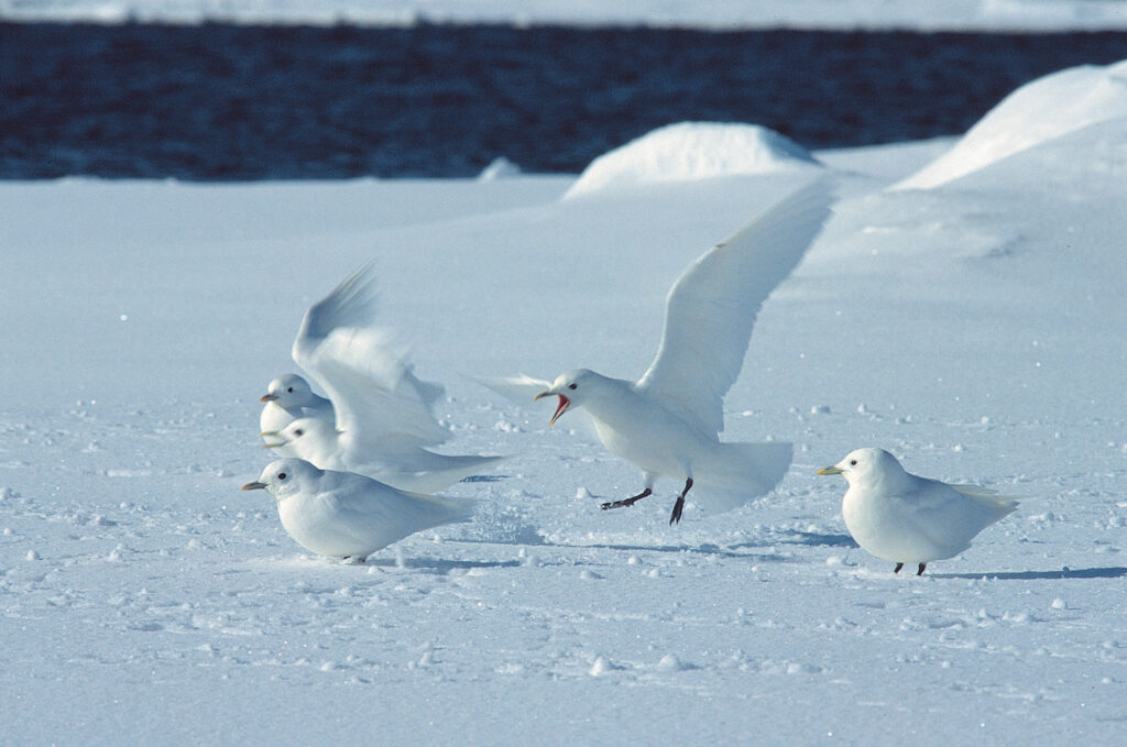 Expeditie van Vlissingen naar Spitsbergen met Goldcrest
