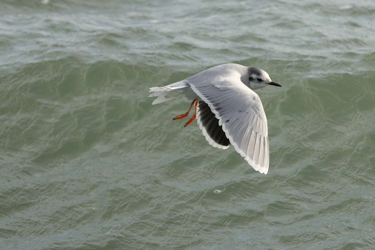 Vogelexcursie Maasvlakte